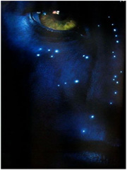 AVATAR DI JAMES CAMERON